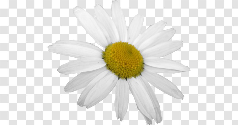 Common Daisy Oxeye Photography Family Flower - Petal Transparent PNG