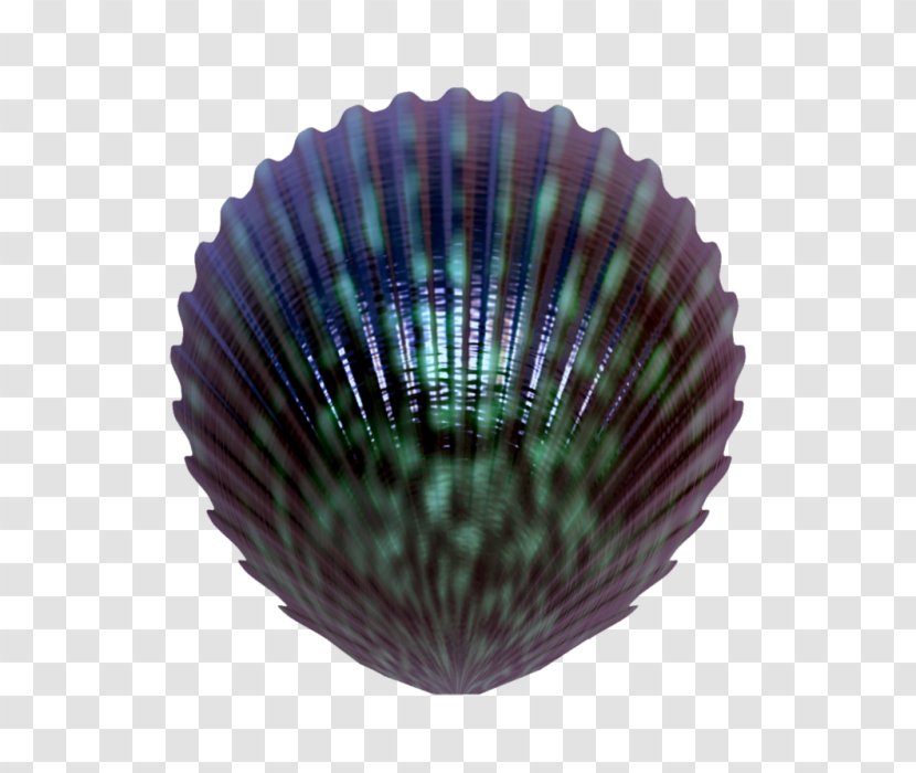 Cockle Seashell Clip Art - Purple Transparent PNG