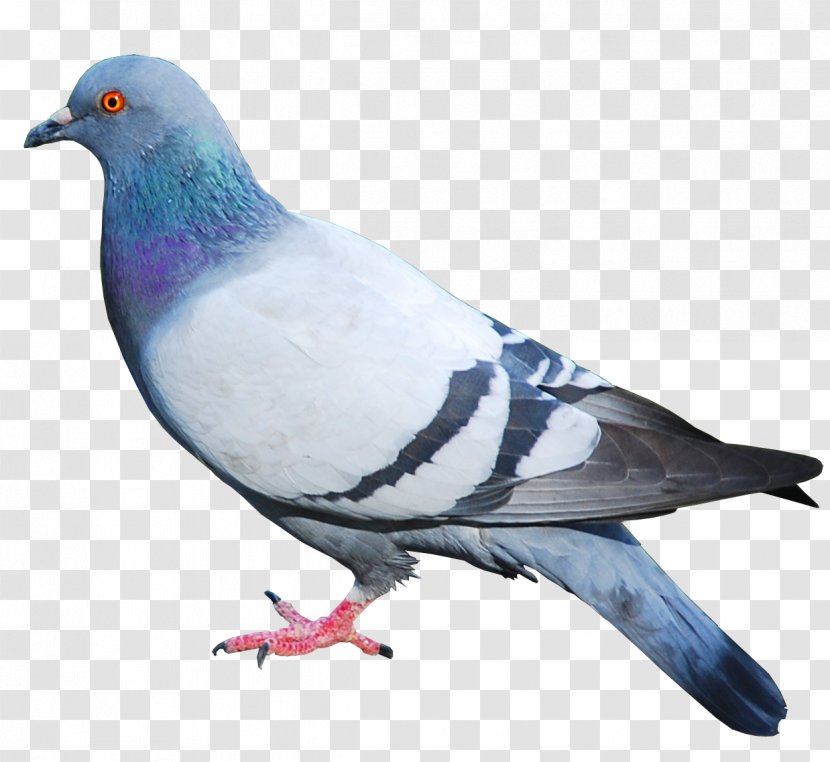 Columbidae Domestic Pigeon Squab Clip Art - Image File Formats Transparent PNG