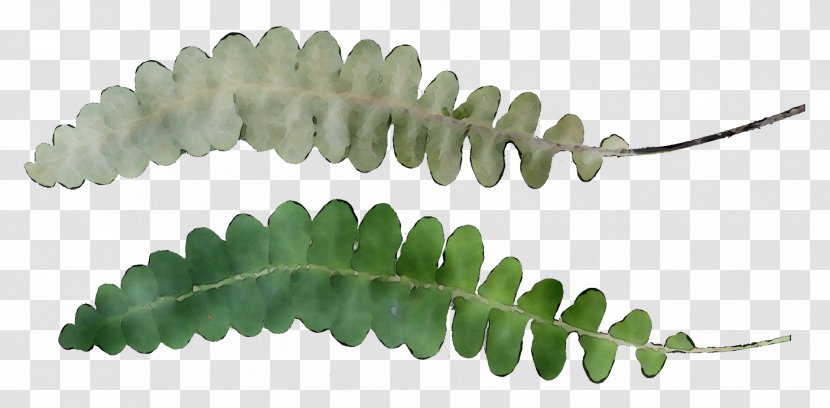Leaf Plant Stem Plants - Vascular Transparent PNG