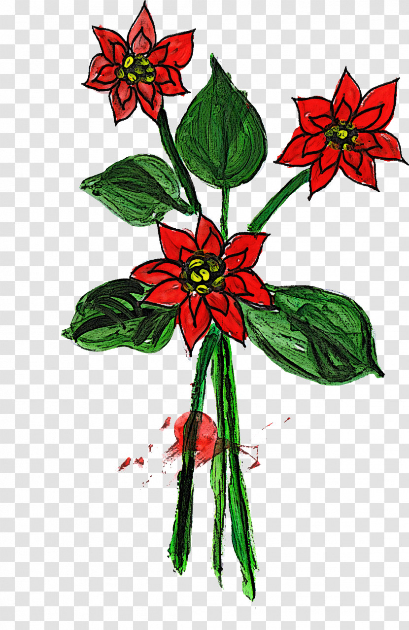 Flower Plant Red Poinsettia Wildflower Transparent PNG