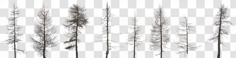 Tree Fir Pine Forest Conifers - Monochrome Transparent PNG