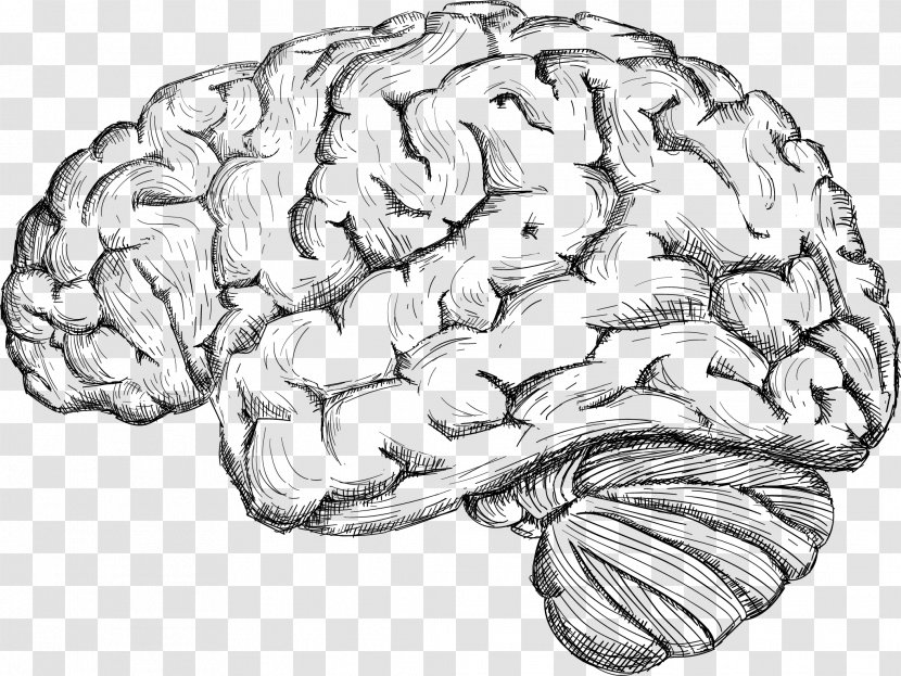 Human Brain Drawing Cerebrum - Flower - Sketch The Transparent PNG