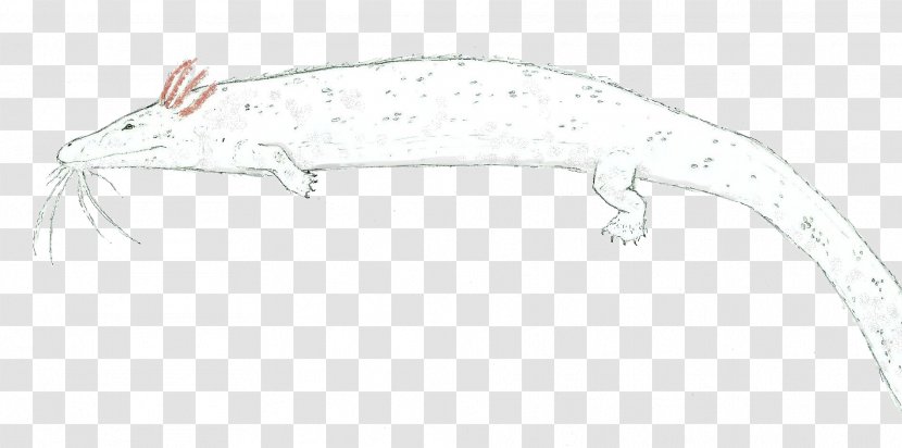 Lizard Line Art - Reptile Transparent PNG