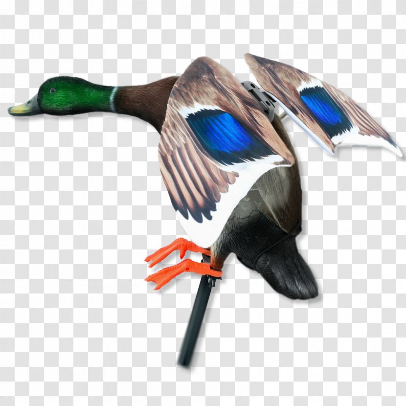 Mallard Duck Waterfowl Hunting Decoy - Call Transparent PNG