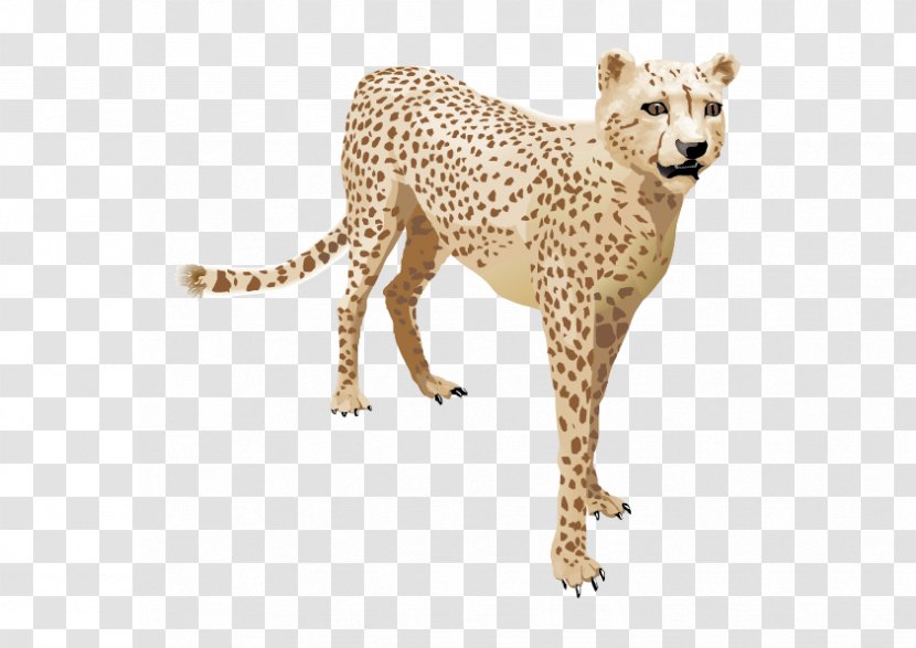 Cheetah Leopard Felinae - Graphic Arts - Vector Transparent PNG