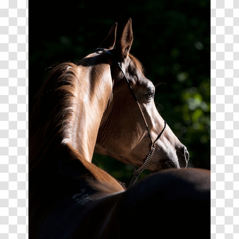Arabian Horse Global Champions Tour Equestrian American Quarter Foal - Supplies - Watercolor Transparent PNG