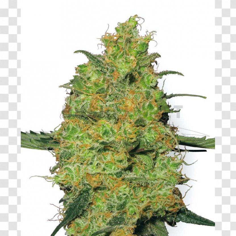 Hindu Kush Autoflowering Cannabis Seed - Hashish Transparent PNG