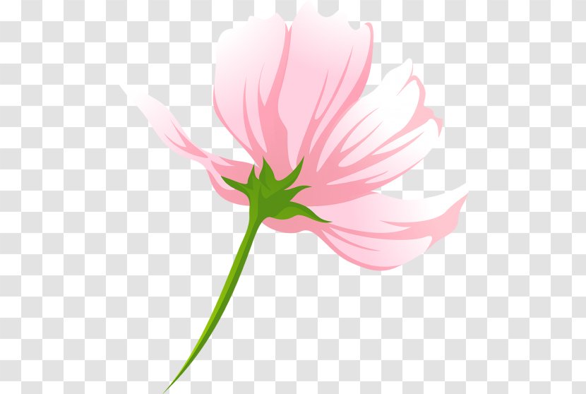 Tulip Pink M Desktop Wallpaper Petal Plant Stem Transparent PNG