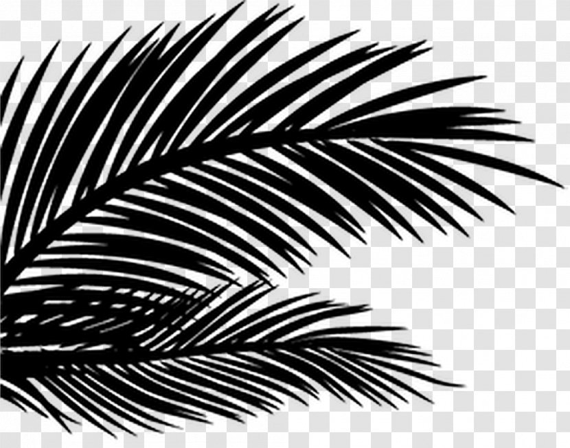 Image Photography PhotoScape Palm Trees - Vegetation - Tree Transparent PNG