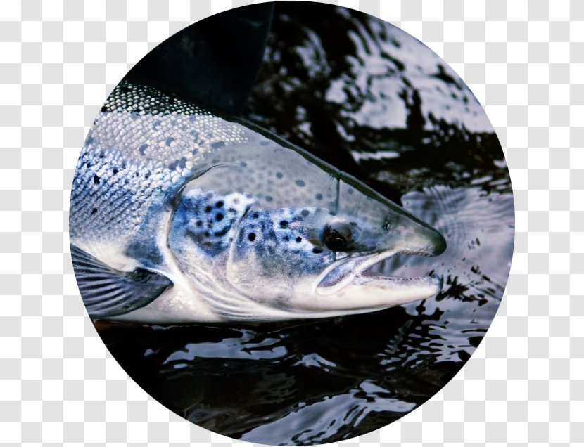 Salmon Stream Scotland Atlantic Animal - Organism - Pez Transparent PNG