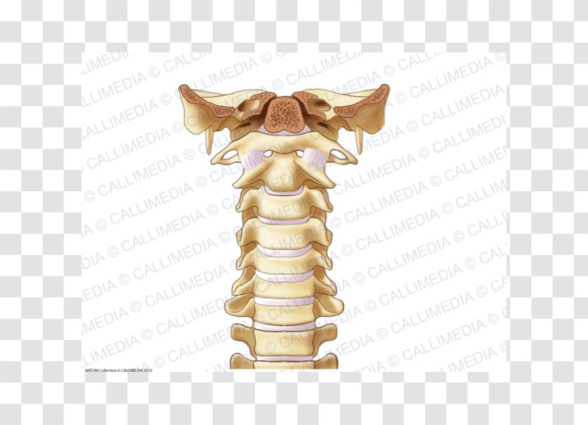 Joint Vertebral Column Bone Cervical Vertebrae Ligament - Occipital - Figurine Transparent PNG