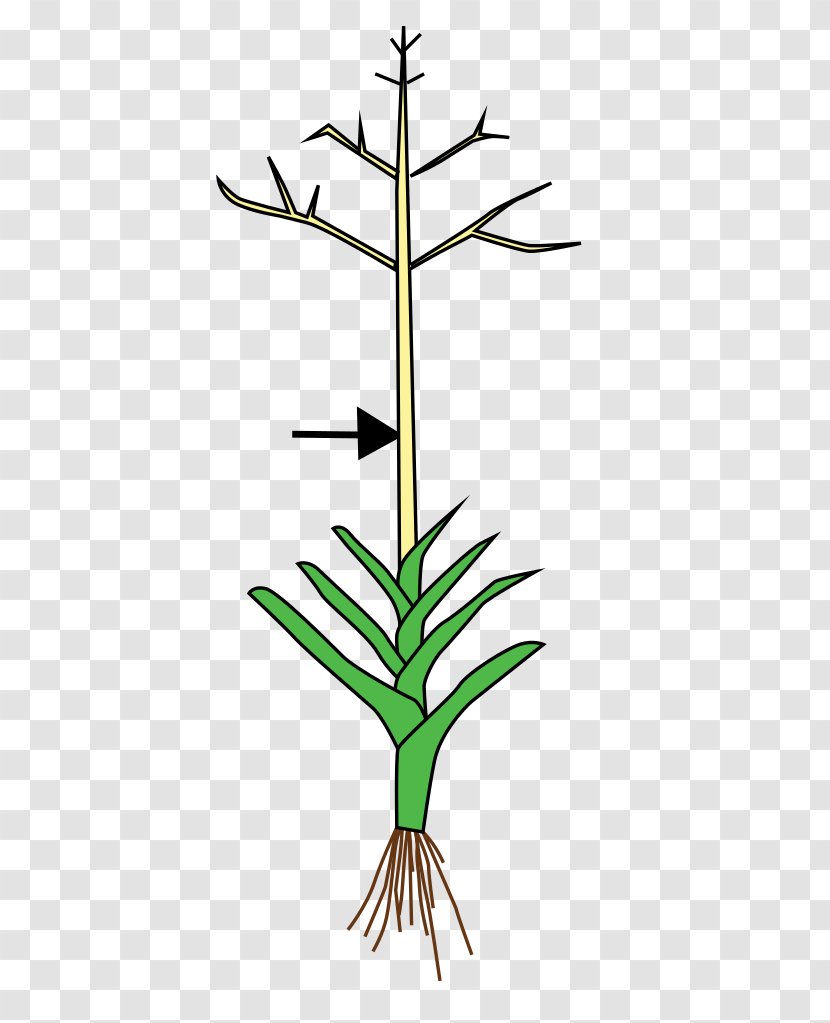 Culm Wikimedia Commons Plant Stem Foundation Transparent PNG