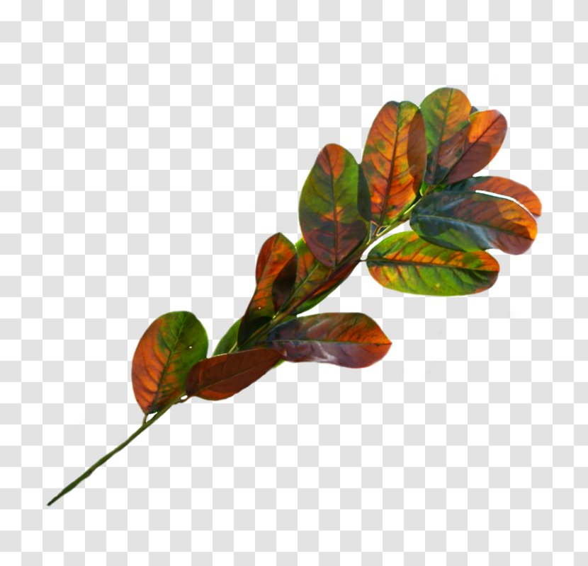 Leaf Plant Stem - Tree Transparent PNG