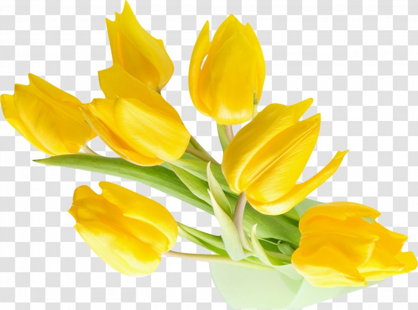 Indira Gandhi Memorial Tulip Garden Flower Yellow Desktop Wallpaper - Background Transparent PNG