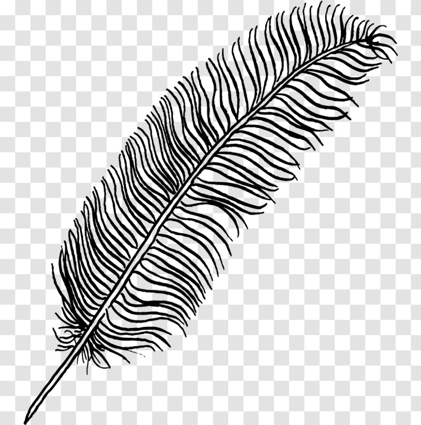 Tree Drawing - Fern - Eyelash Transparent PNG