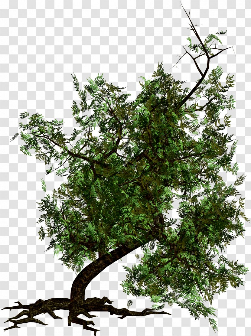 Tree Clip Art - Photography - Image Transparent PNG