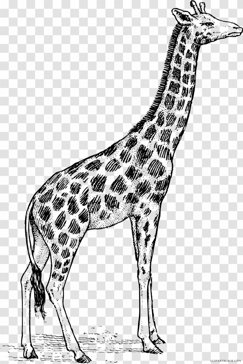 Giraffe Black And White Clip Art - Photography Transparent PNG