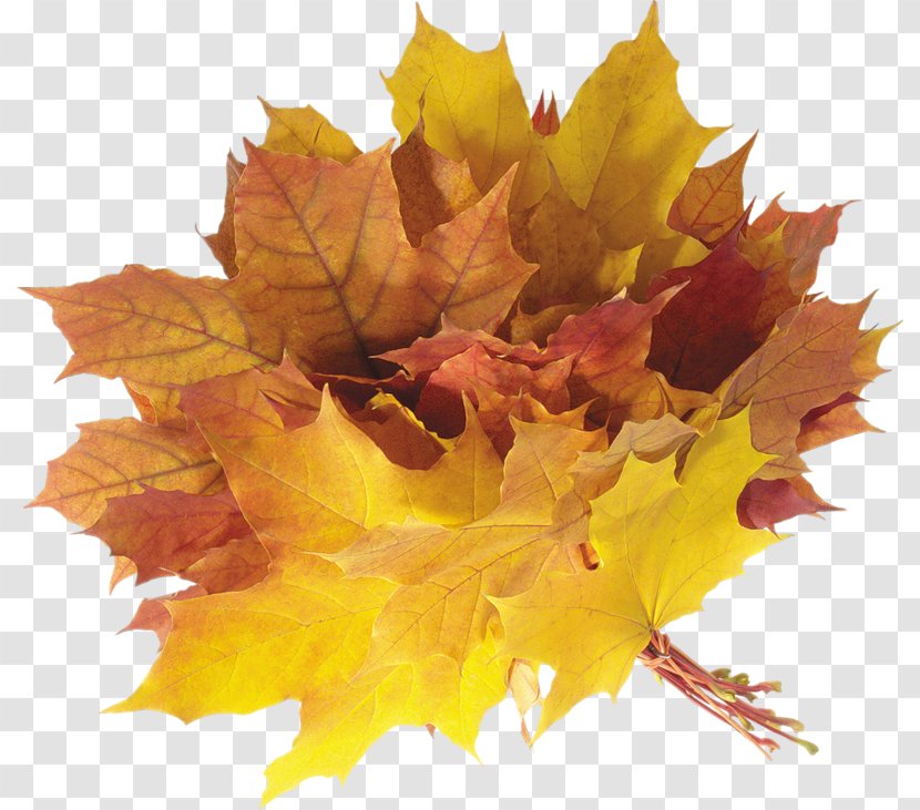 Maple Leaf Autumn Clip Art - Branch Transparent PNG