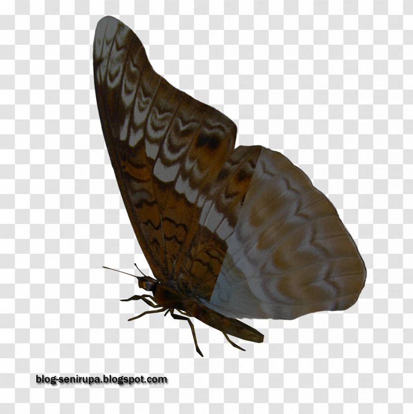 Butterfly Stock Photography Moth Visual Arts - Art Transparent PNG
