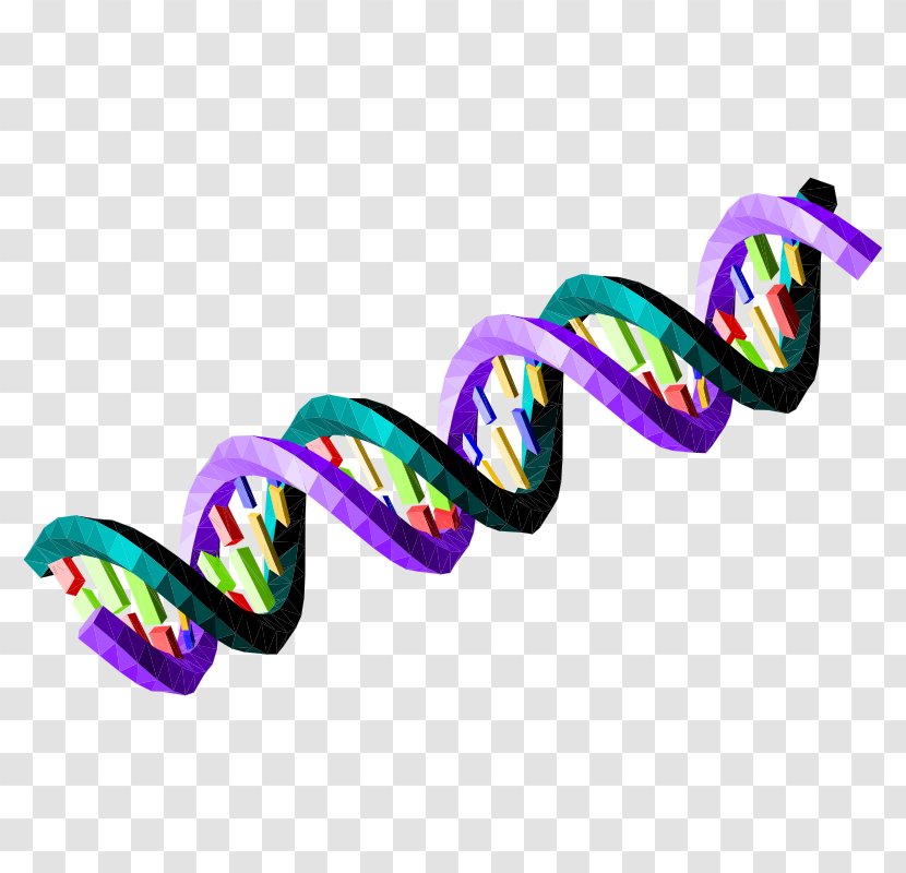 Nucleic Acid Sequence DNA Bioinformatics Green Clip Art - Dna - Double Helix Transparent PNG