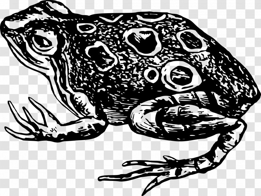 Toad Frog Amphibian Black And White Clip Art - Pixabay - Vector Transparent PNG