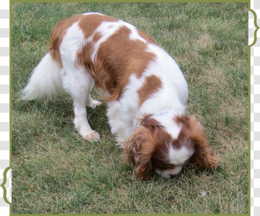 Welsh Springer Spaniel Cavalier King Charles English Dog Breed - Puppy Transparent PNG