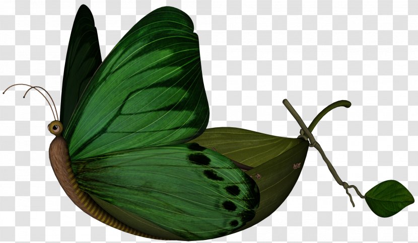Leaf Boat - Photography - Butterflies Float Transparent PNG