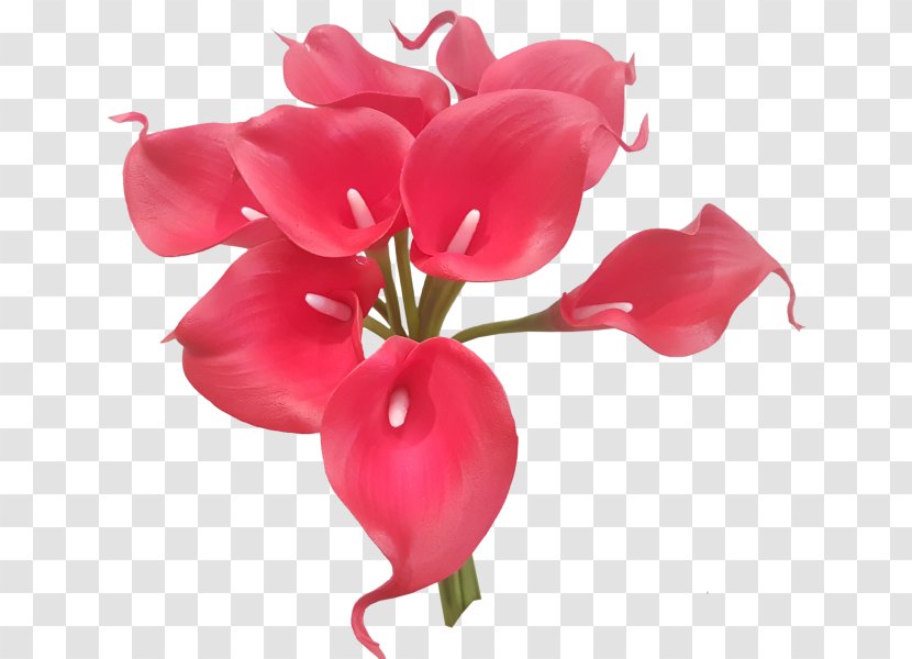 Arum-lily Cut Flowers Plant Tiger Lily - Callalily Transparent PNG