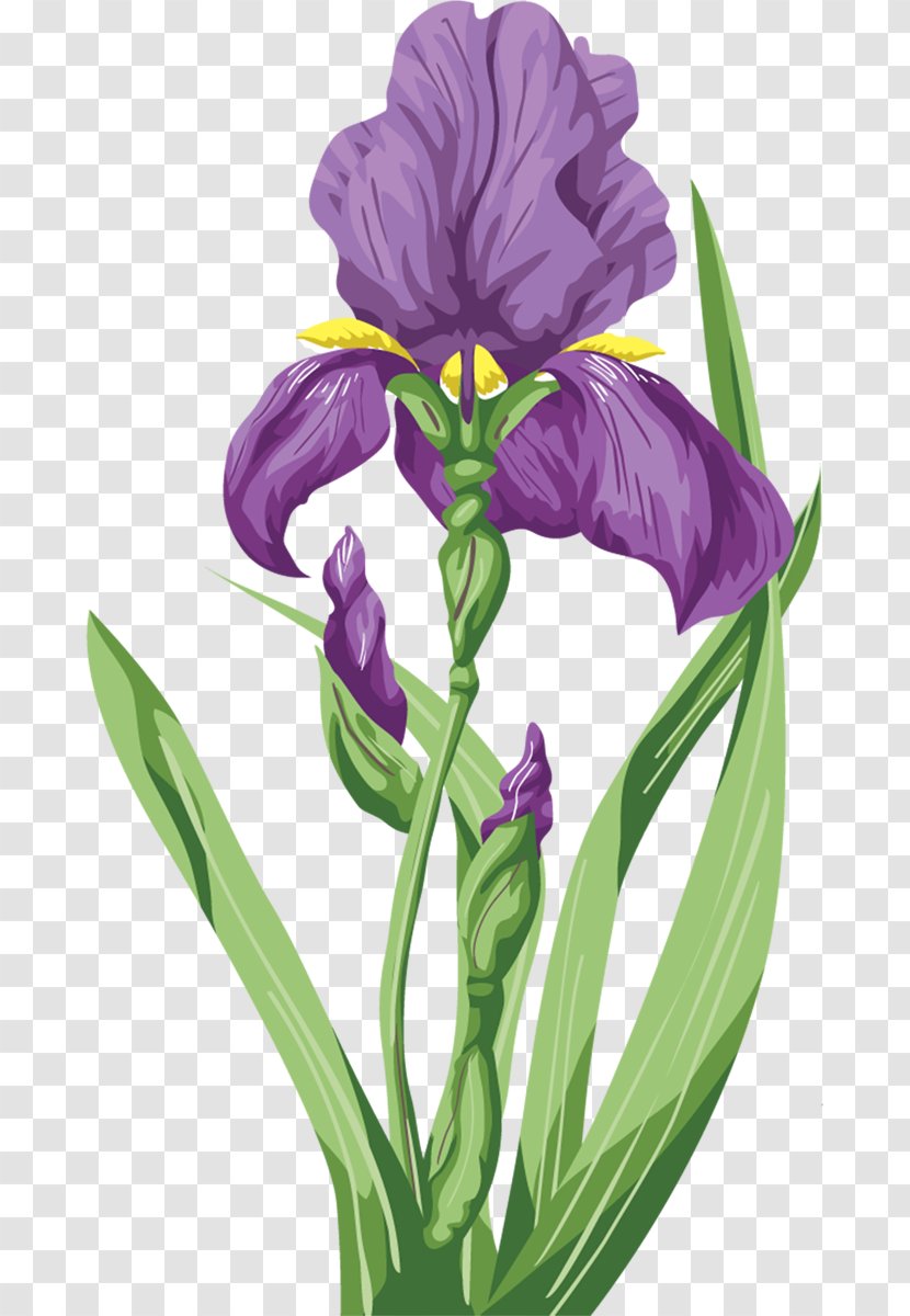 Irises Flower Wall Iris Purple - Flowering Plant Transparent PNG