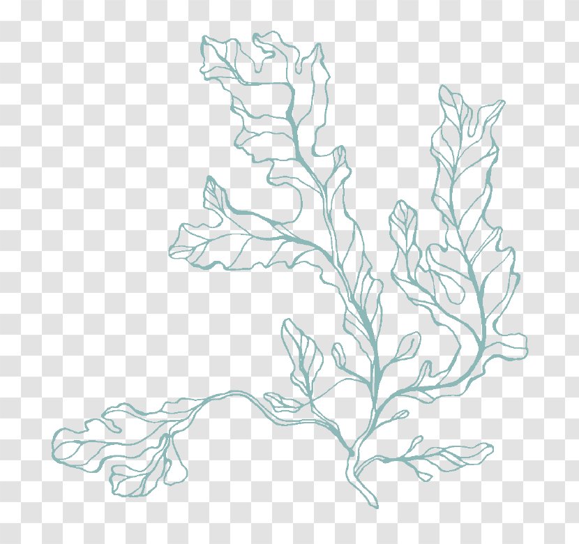 Floral Design Graphics Sketch Art - Flowering Plant - Seaweed Transparent PNG