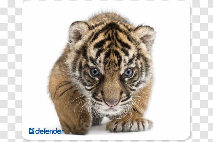 Jaguar Baby Tigers Wildlife South China Tiger Siberian - Trade Transparent PNG