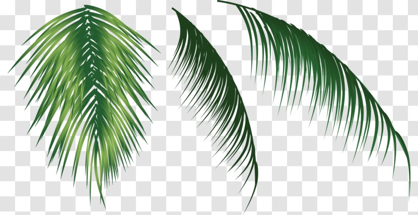Arecaceae Flower - Tree - Three Coconut Leaves Transparent PNG