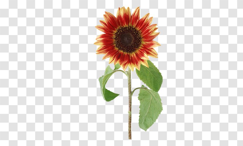 Common Sunflower - Color Transparent PNG