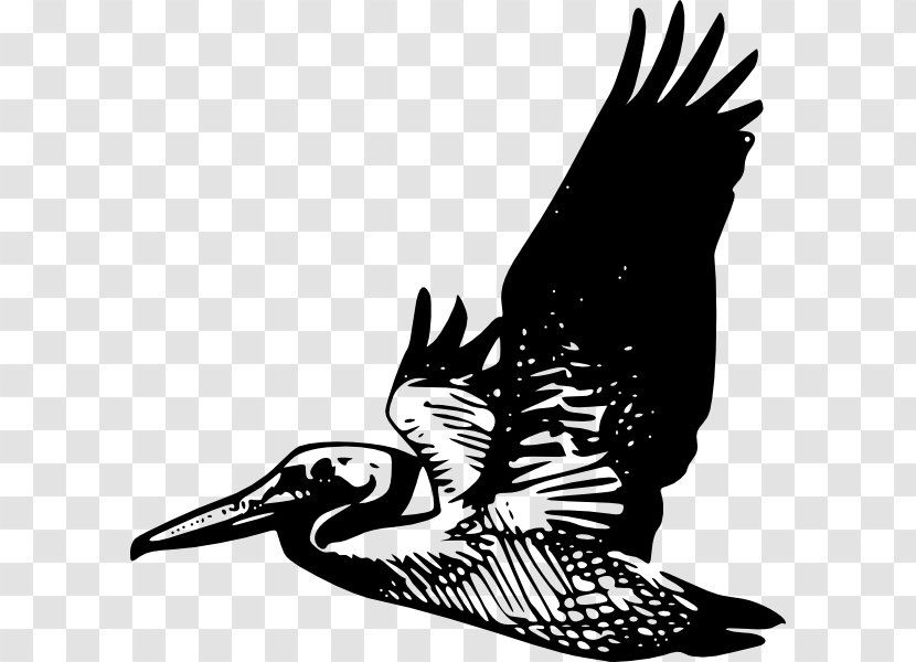 Pelican Bird Silhouette Clip Art - Black And White Transparent PNG