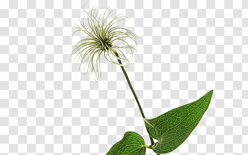 Plant Stem Leaf Flower M-tree Tree Transparent PNG