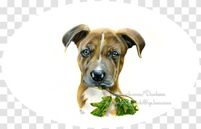 Dog Breed Black Mouth Cur Boerboel Puppy Snout Transparent PNG