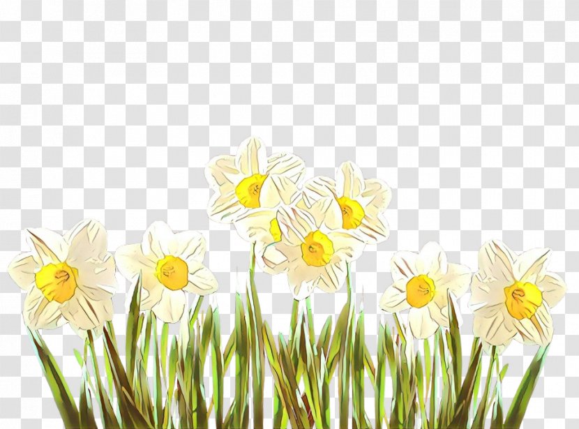 Daisy - Flower - Spring Transparent PNG