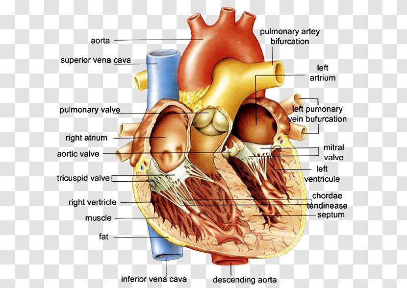 Anatomy Of The Heart Diagram Human Body - Tree Transparent PNG