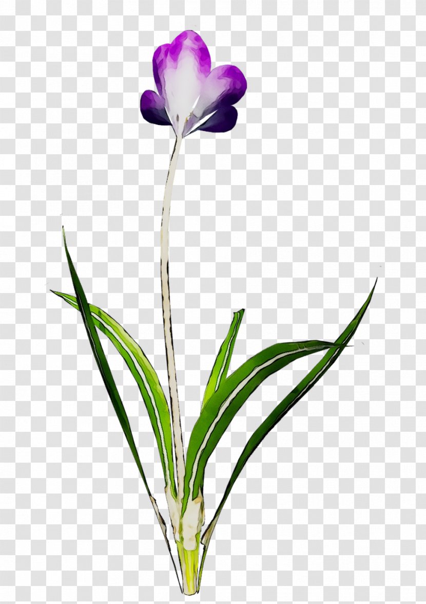 Cut Flowers Plant Stem Tulip Herbaceous Purple - Flowering - Petal Transparent PNG