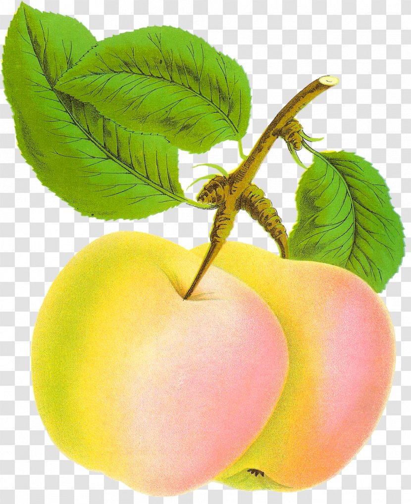 Apple Tree Drawing - Flower - Natural Foods Transparent PNG