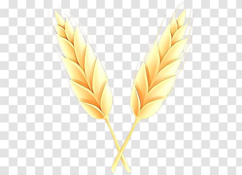 Feather - Cartoon - Plant Grass Family Transparent PNG