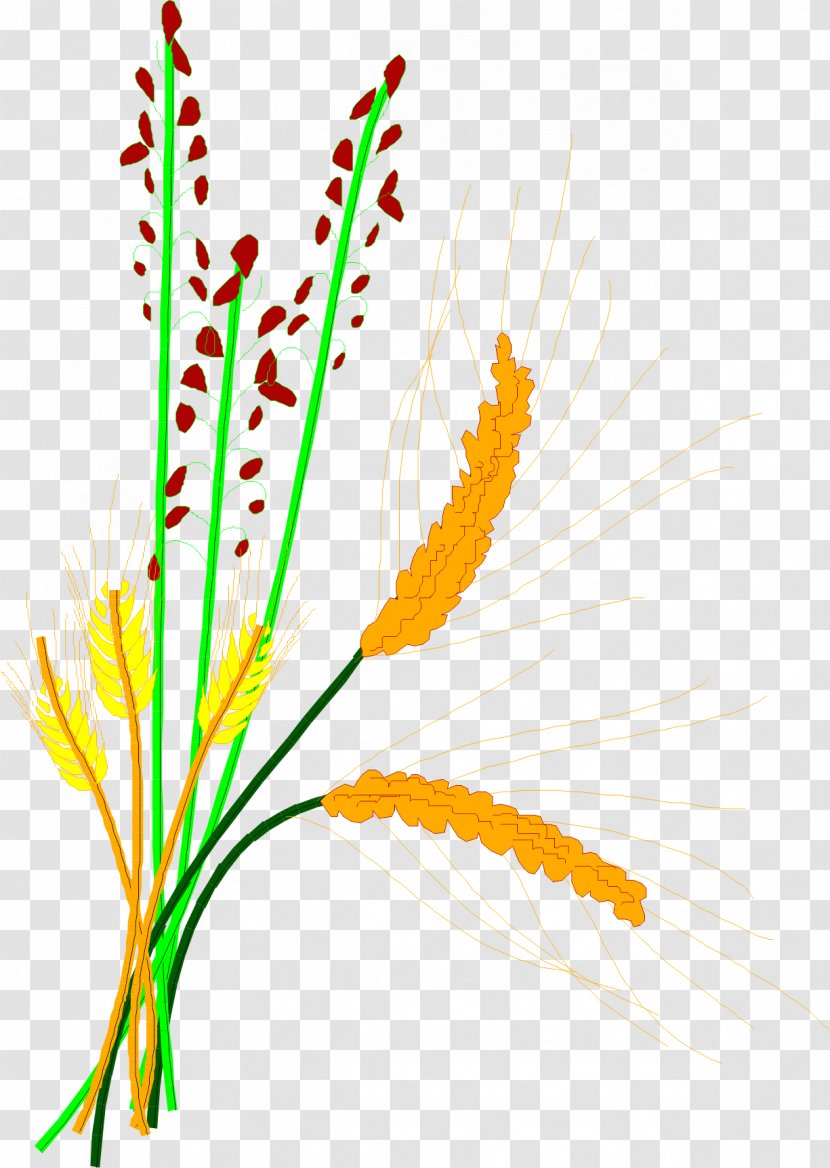 Rice Cereal Grain Clip Art - Barley Paddy Transparent PNG