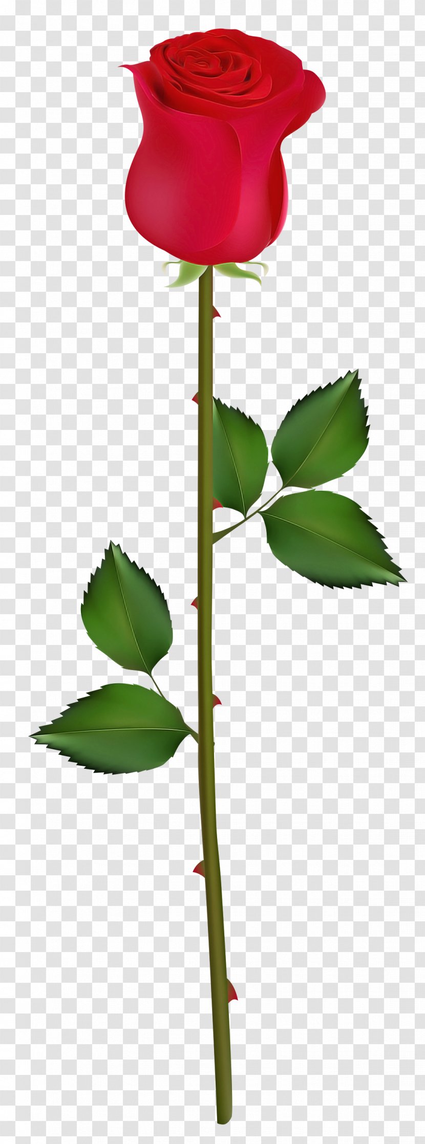 Rose - Flowering Plant - Bud Transparent PNG