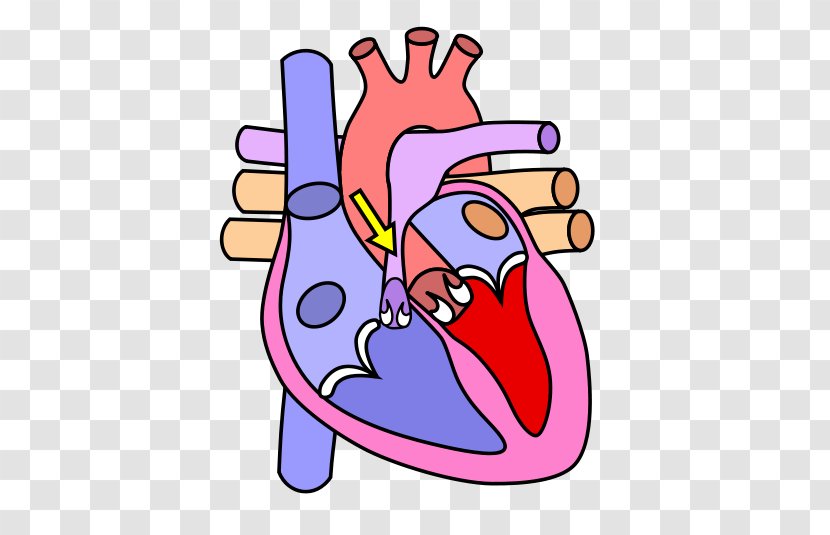 Heart Diagram Anatomy Human Body Circulatory System - Silhouette - Stress Is Harder Than You Are Transparent PNG