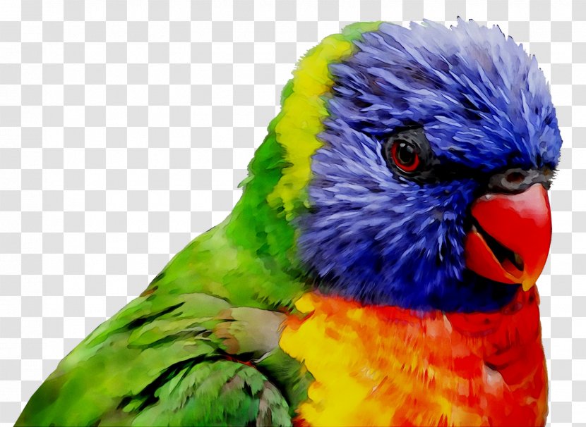 Macaw Parakeet Loriini Feather Beak - Vertebrate Transparent PNG