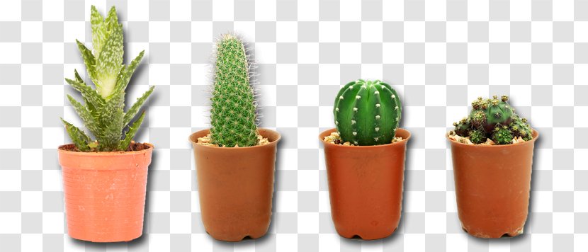 Cactaceae Clip Art - Sprite - Cactuse Transparent PNG