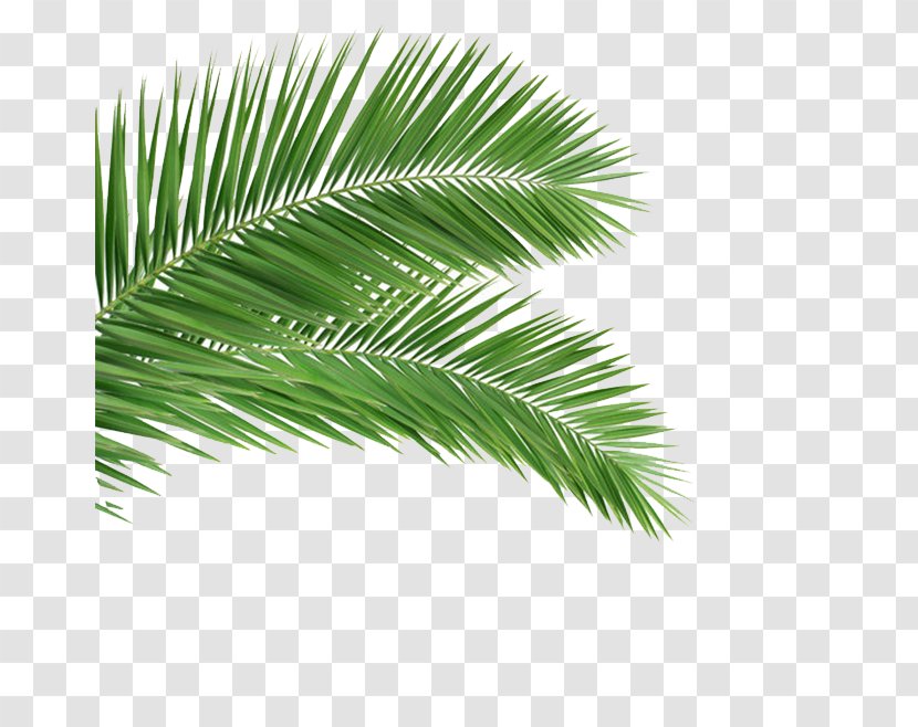 Arecaceae Leaf Frond Coconut Tree - Palm Transparent PNG
