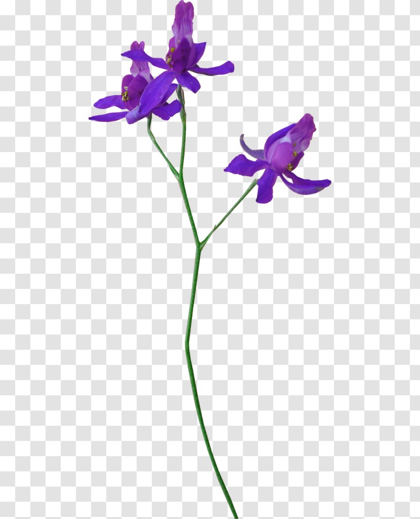Flower Plant Stem .net Petal Violet - Akhir Pekan - Cymbidium Pattern Transparent PNG