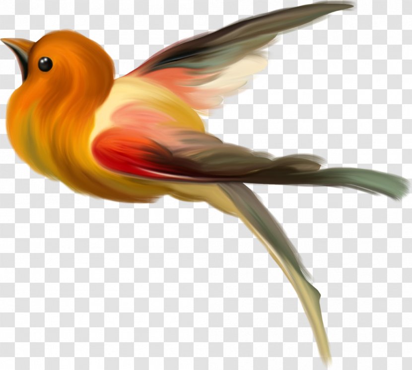 Bird Animation Clip Art - Feather - Birds Transparent PNG
